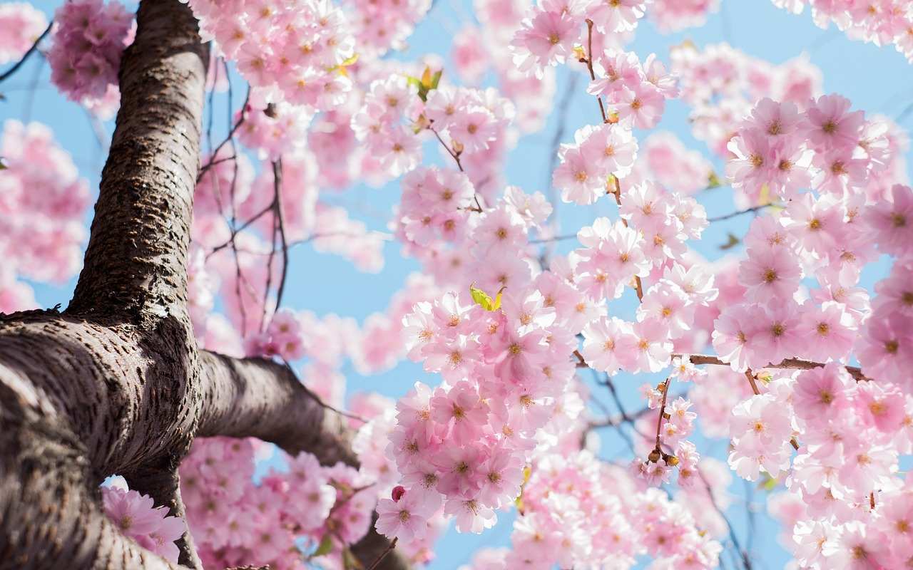 japanese-cherry-blossom-1839982_1280.jpg