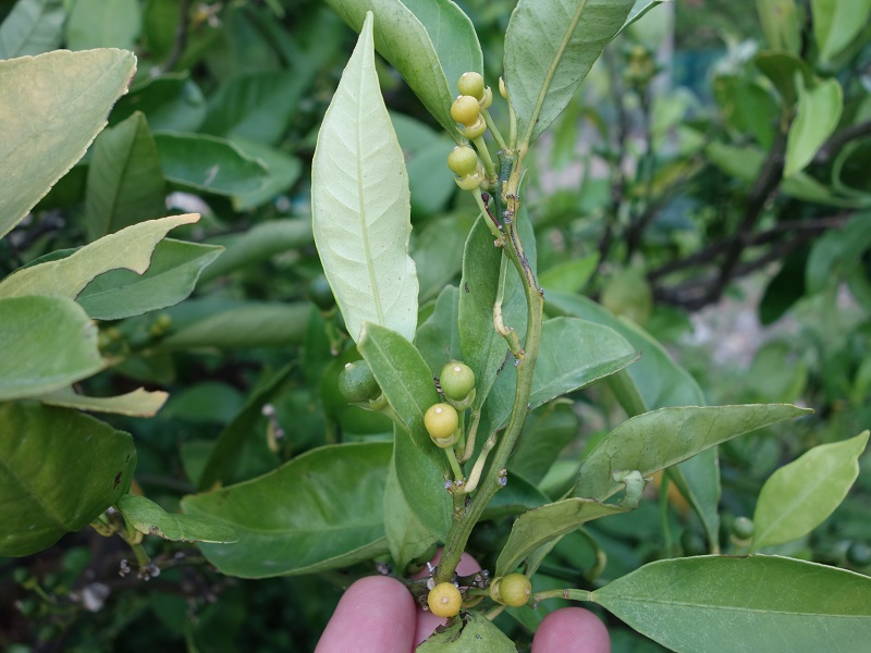 早生みかん生理落果２.jpg