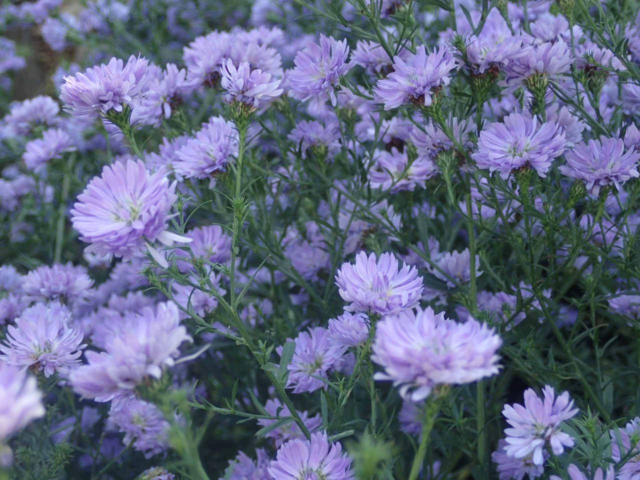 PB170079.JPG