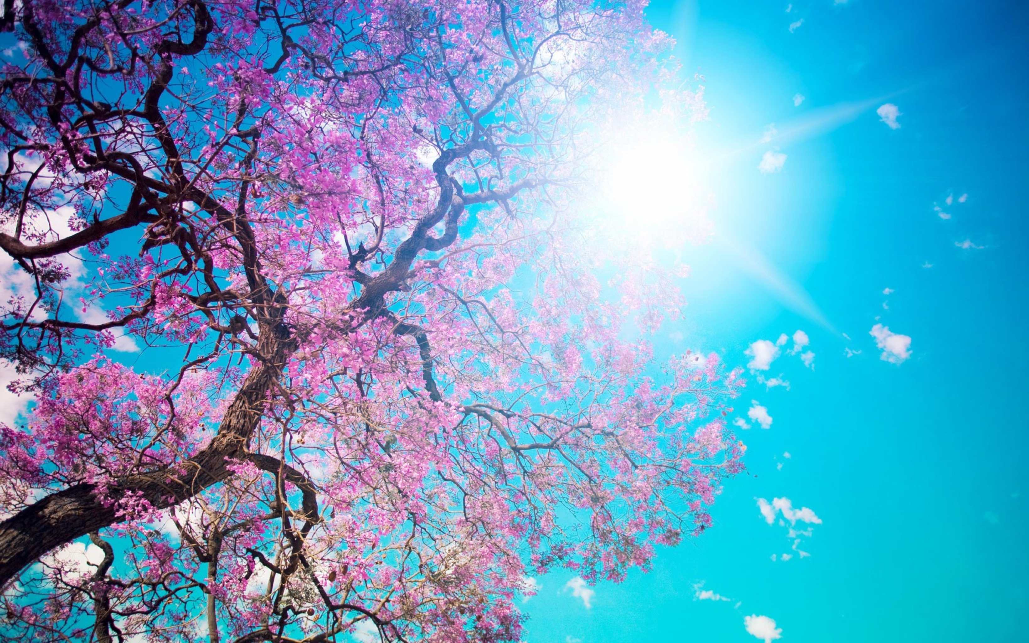 花の樹.jpg
