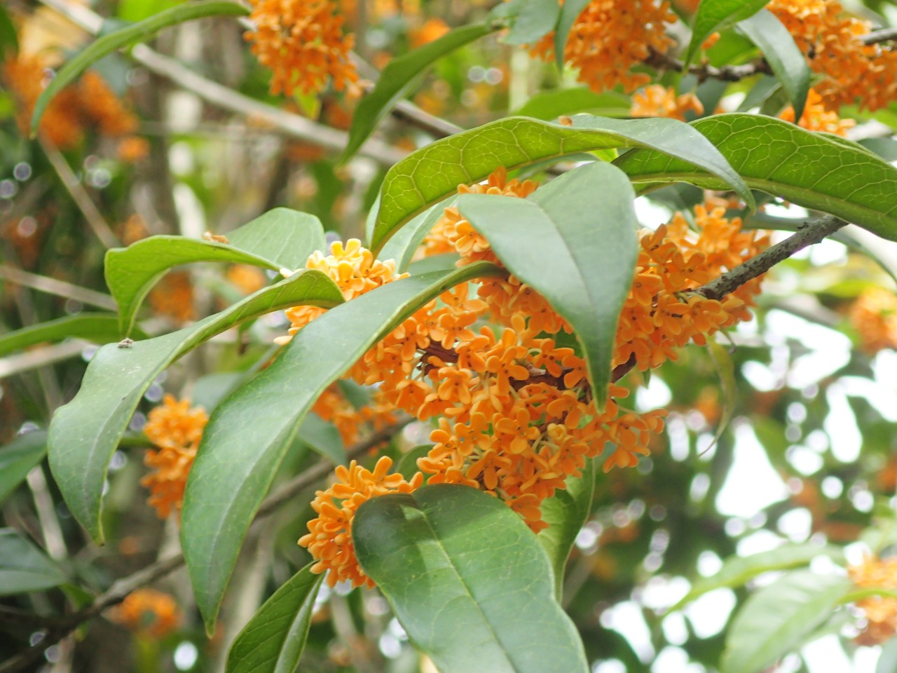 PA120515.JPG