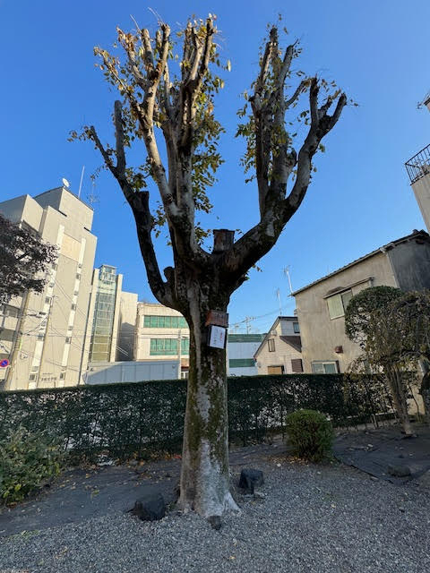 投げ入れ賽銭.jpg