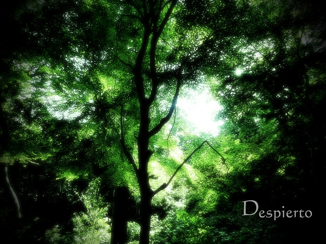 Despierto・ジャケット.JPG