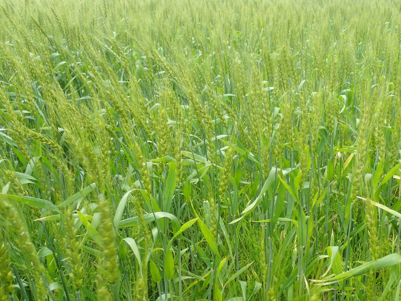P5060033.JPG