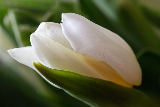 tulips-8515085_640.jpg