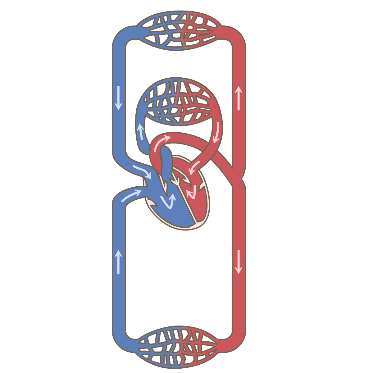 pulmonary-circulation-systemic-circulation.png