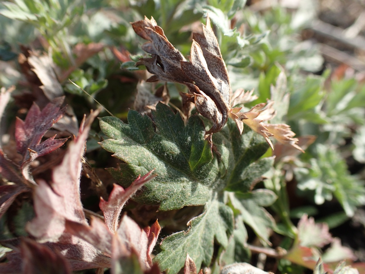 P2250413.JPG