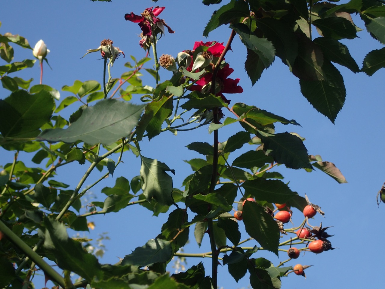 PB160005.JPG