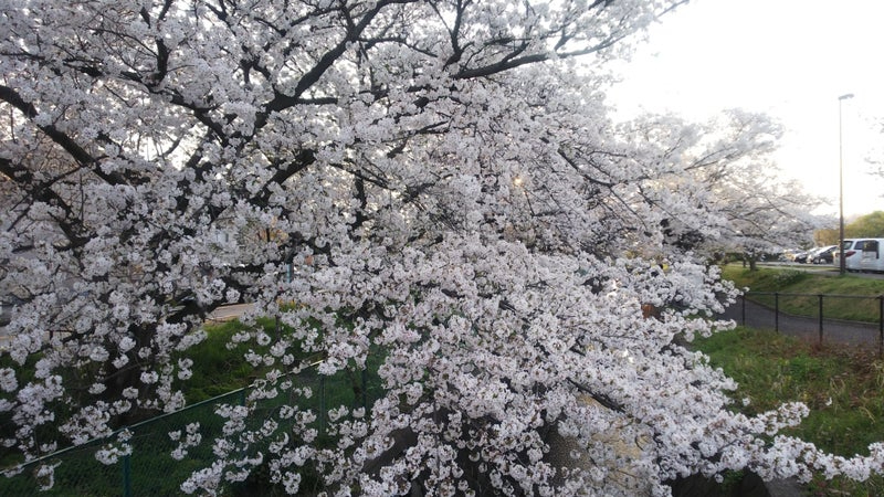 2024桜4.jpg