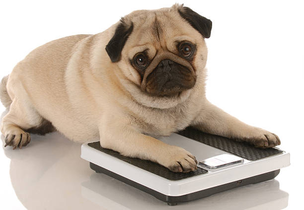 istockphoto-97866310-612x612.jpg