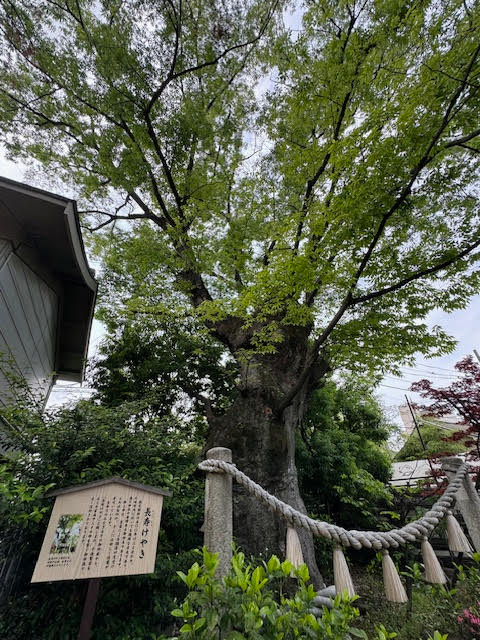 長寿けやき.jpg
