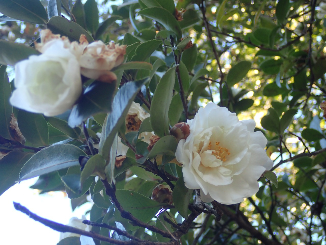 P1270543.JPG