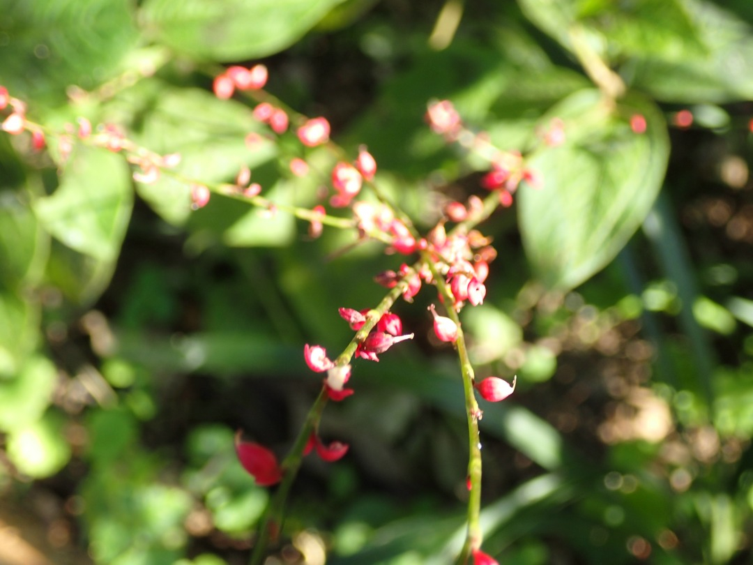 PA101030.JPG