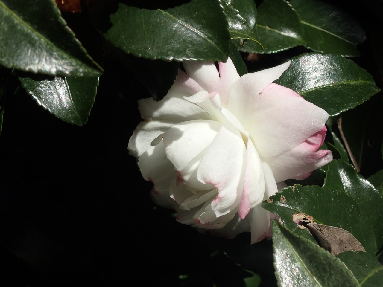 PC220729.JPG