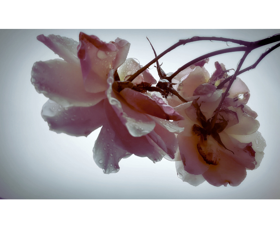 名称未設定のデザイン - 2025-03-03T200203.554.png