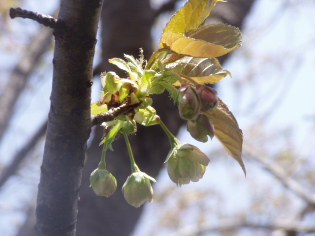 P1010134.JPG