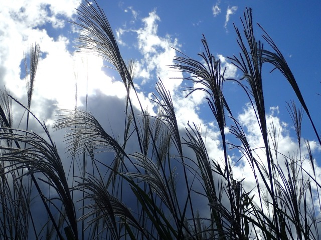 PA210582.JPG