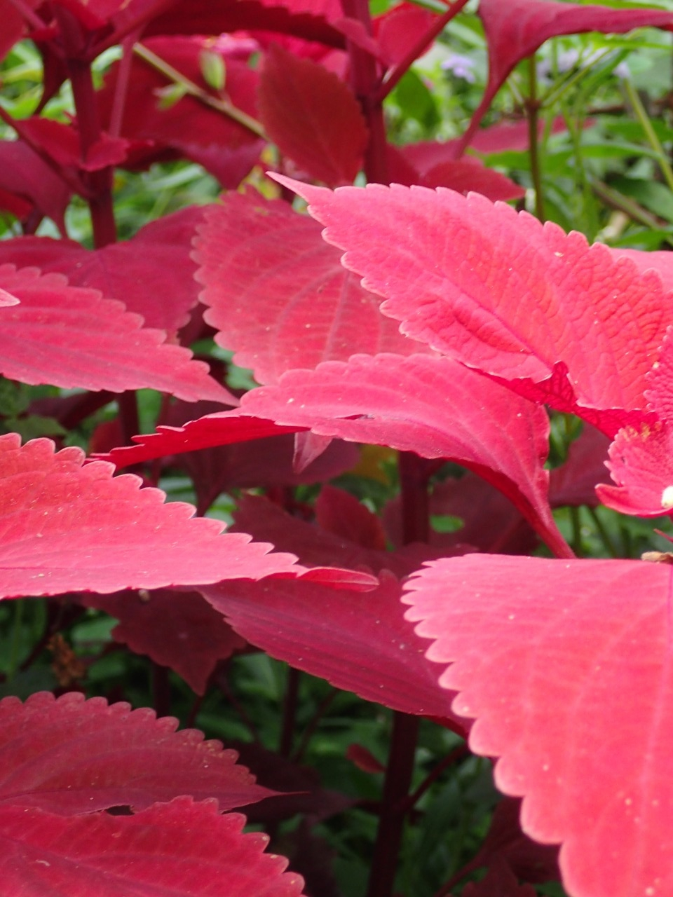 PA120877.JPG