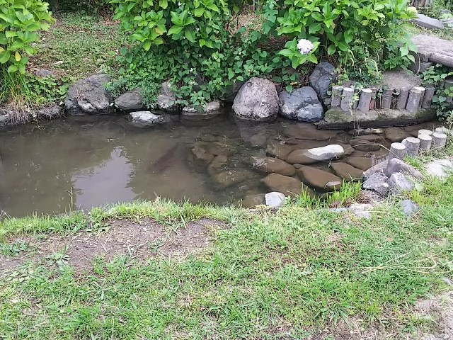 池の紫陽花1.JPG