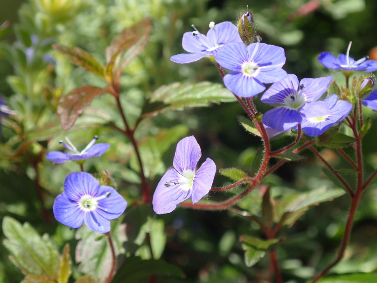 P4270140.JPG