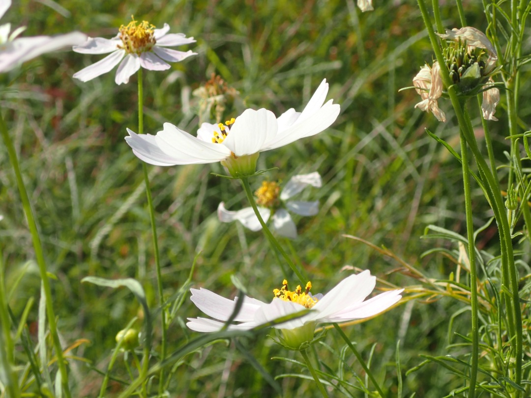 PA180009.JPG