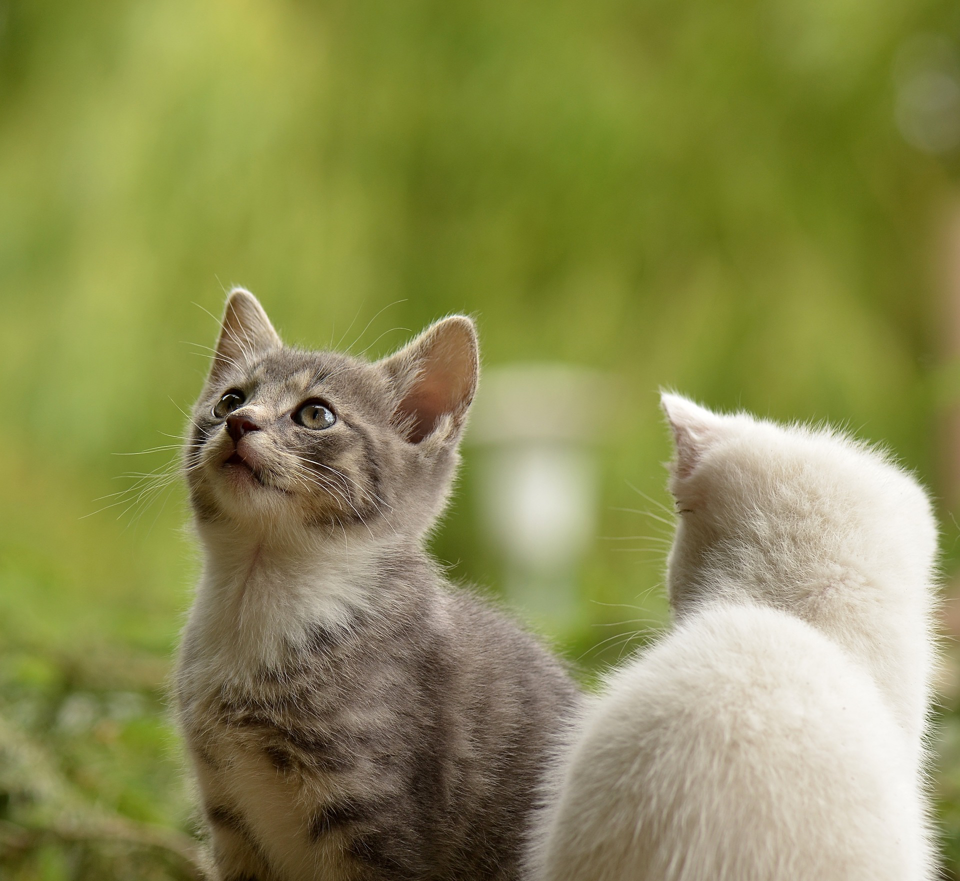 kittens-g537e761ac_1920.jpg