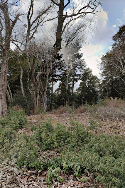image1.jpeg