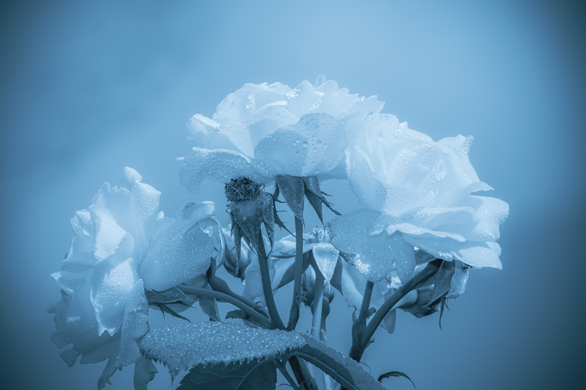 waterdrop-4474336_1920.jpg