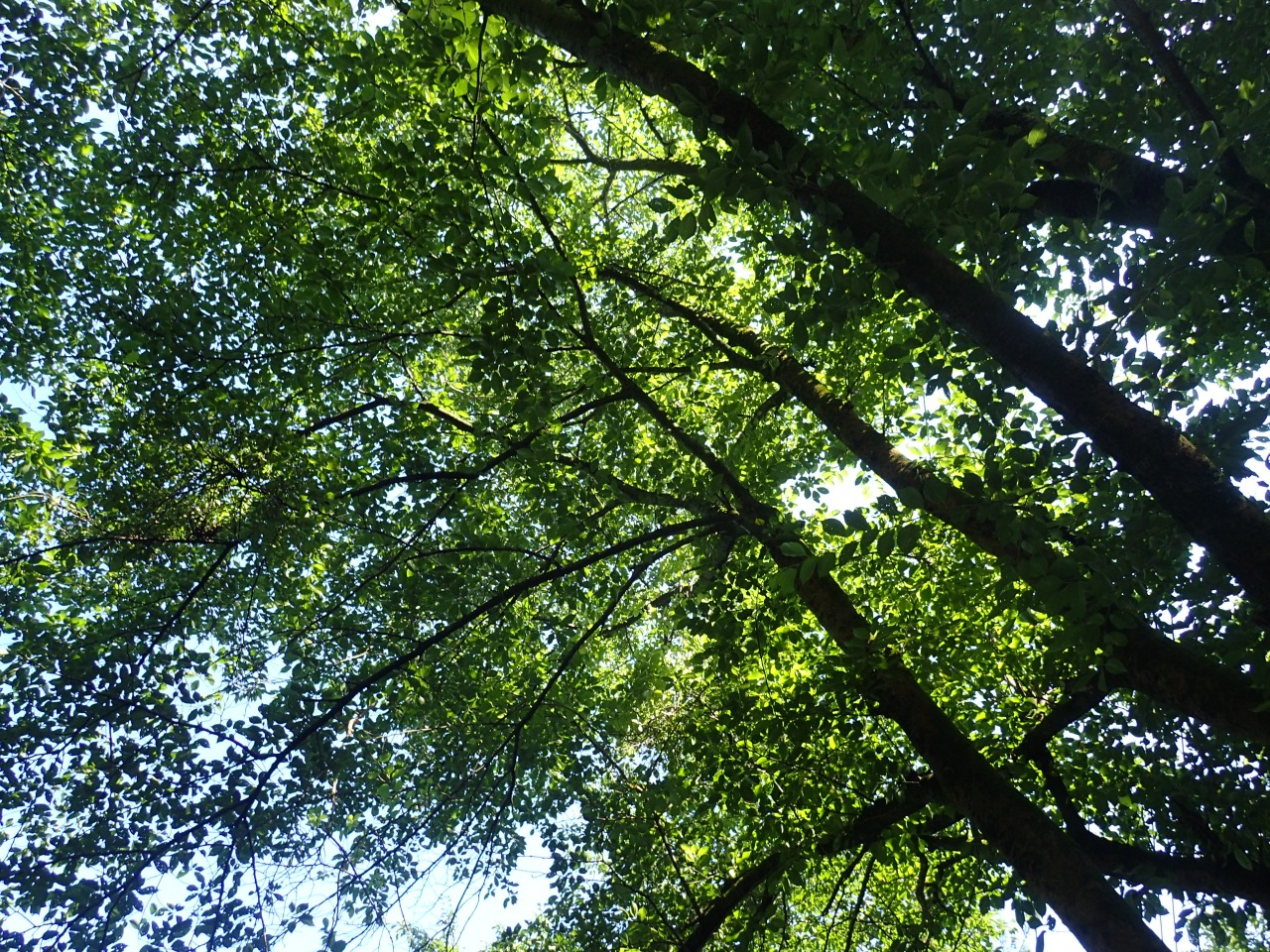 P6171042.JPG