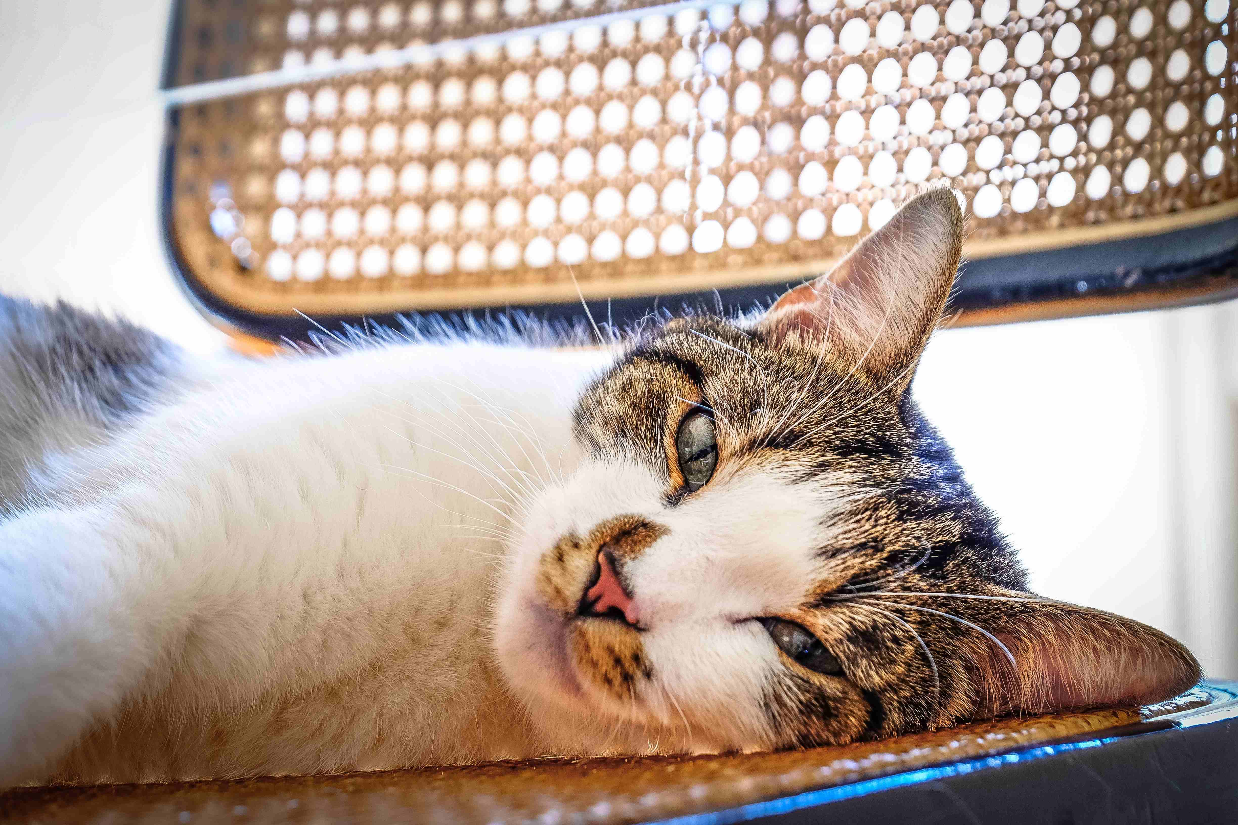 closeup-shot-cute-cat-laying-chair-looking-camera-with-blurred-background.jpg