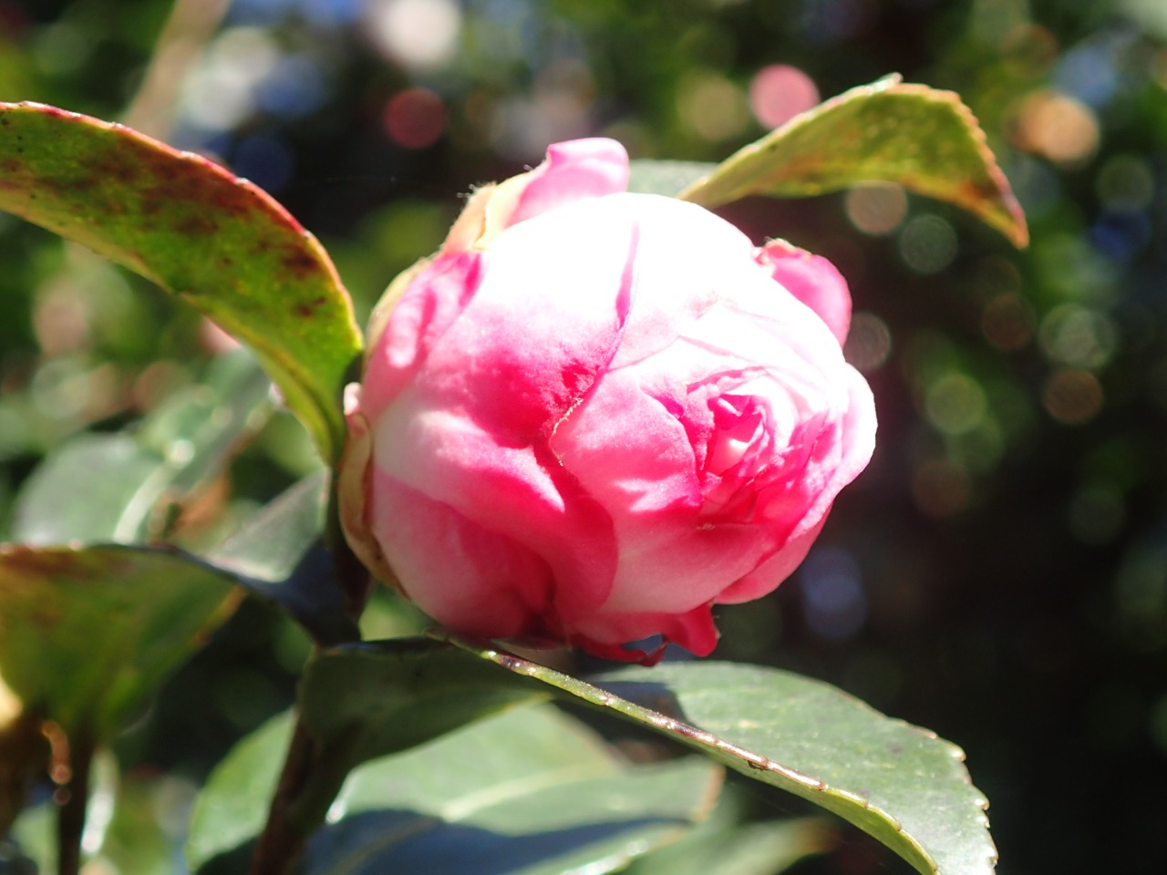PC220740.JPG