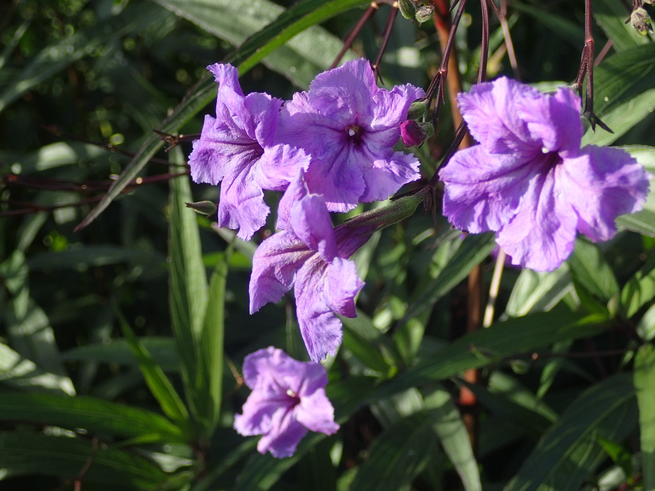 PB170535.JPG