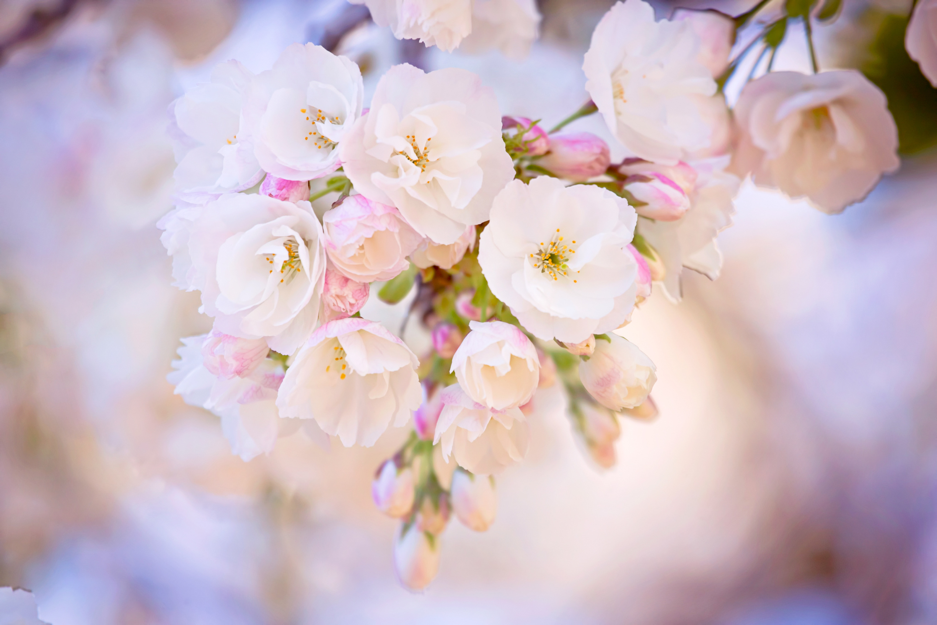 Cherry-Blossom-Branch-wide.jpg