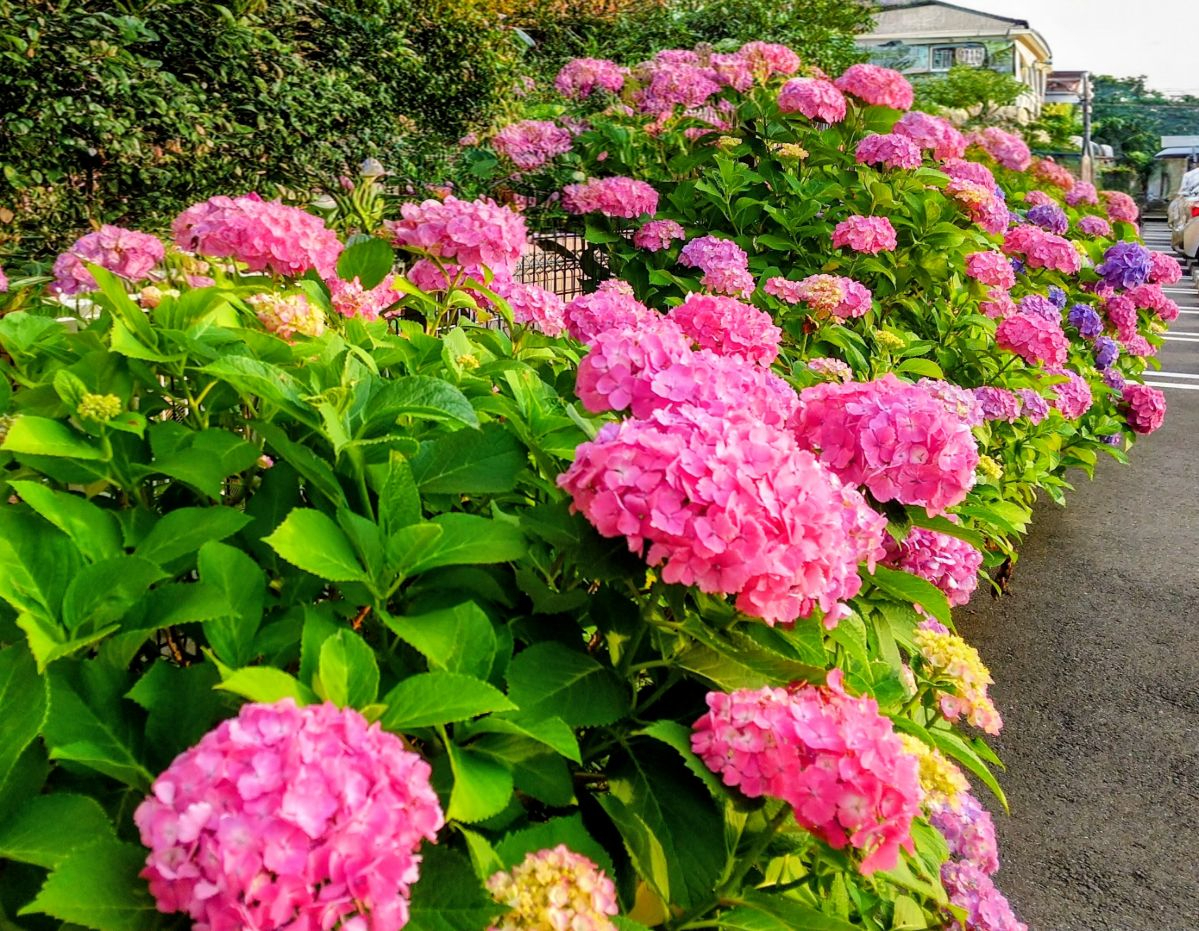 彼の紫陽花.JPG