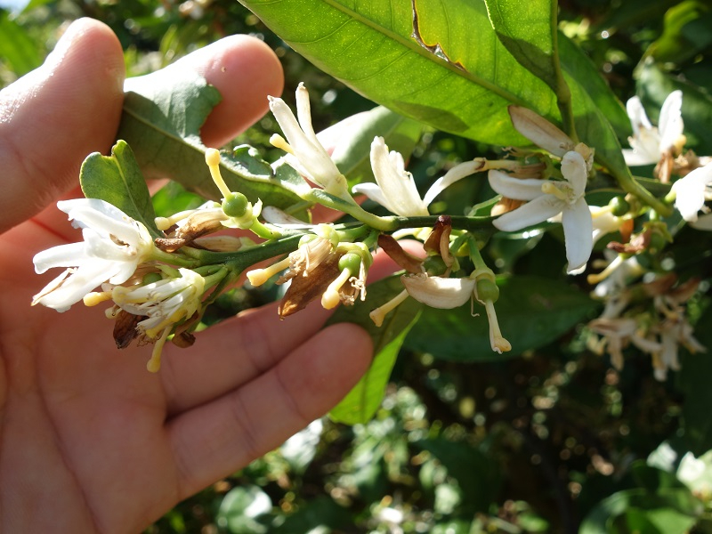 1候補　みかん直花　まだ花びらあり.jpg