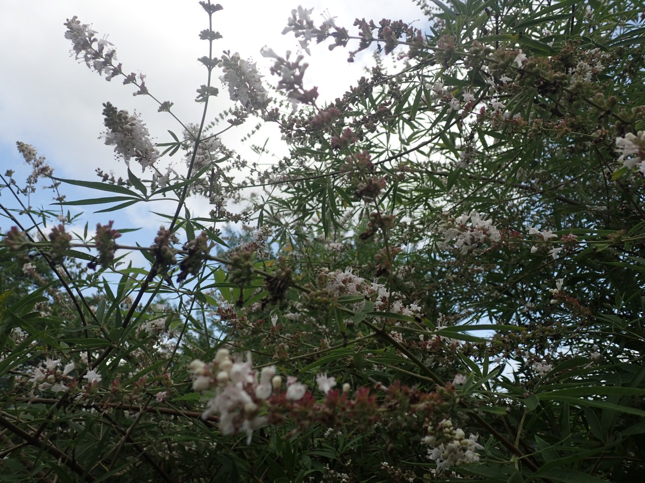 P7220521.JPG