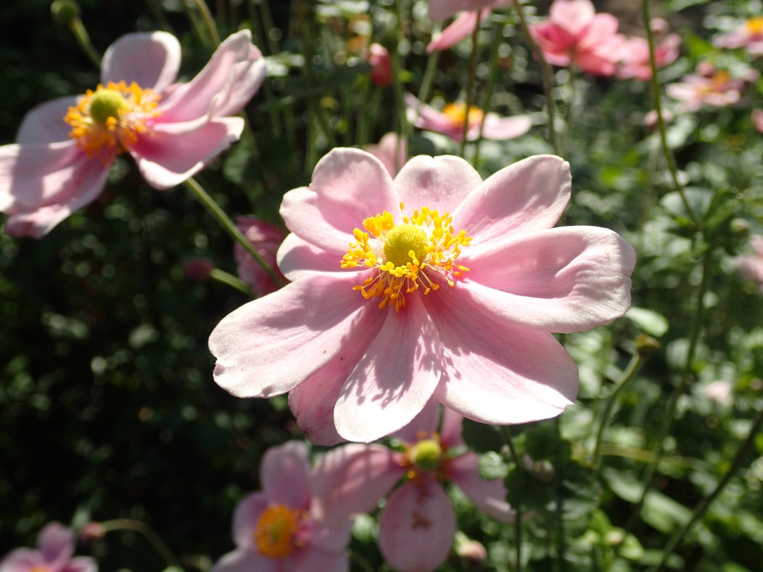 PA100377.JPG