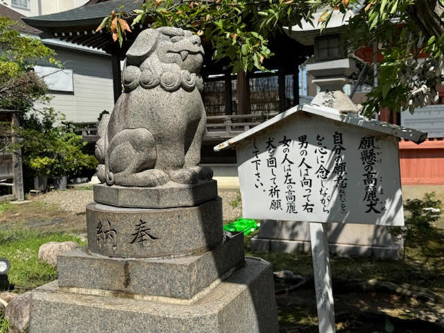 高麗犬.jpg