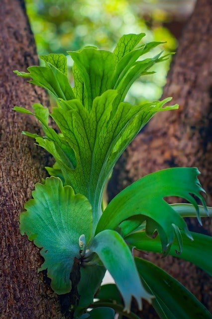 platycerium-gdea938028_640-min.jpeg