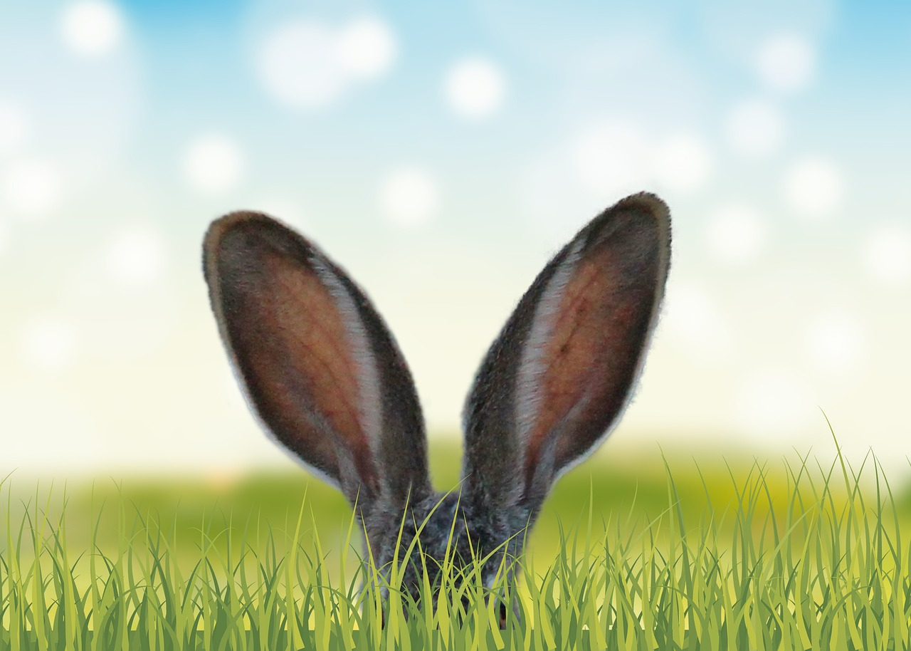 grass-3249879_1280.jpg