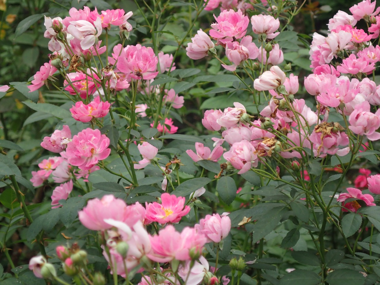 PA260802.JPG