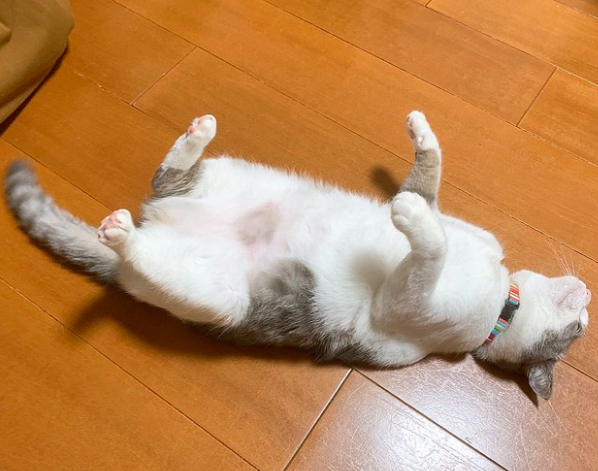 スクリーンショット (2843).png