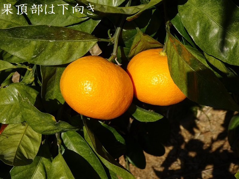 候補　切り上げせん定果頂部下向き上尾奈みかん２.JPG