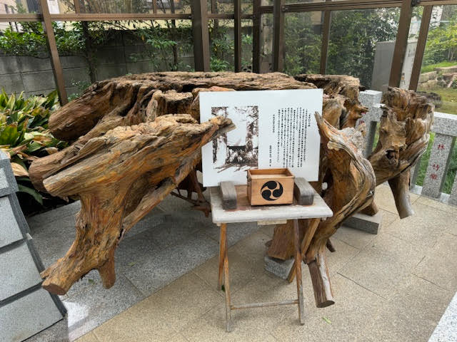 出世杉.jpg