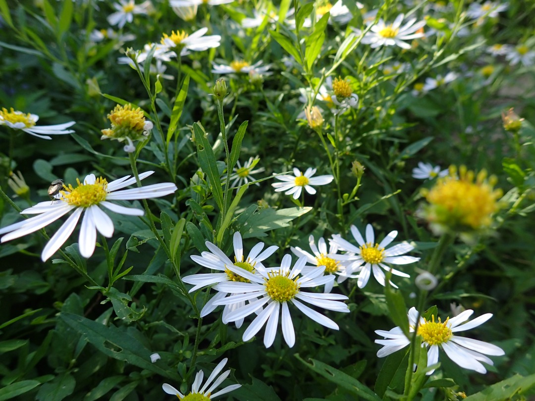 PA100861.JPG