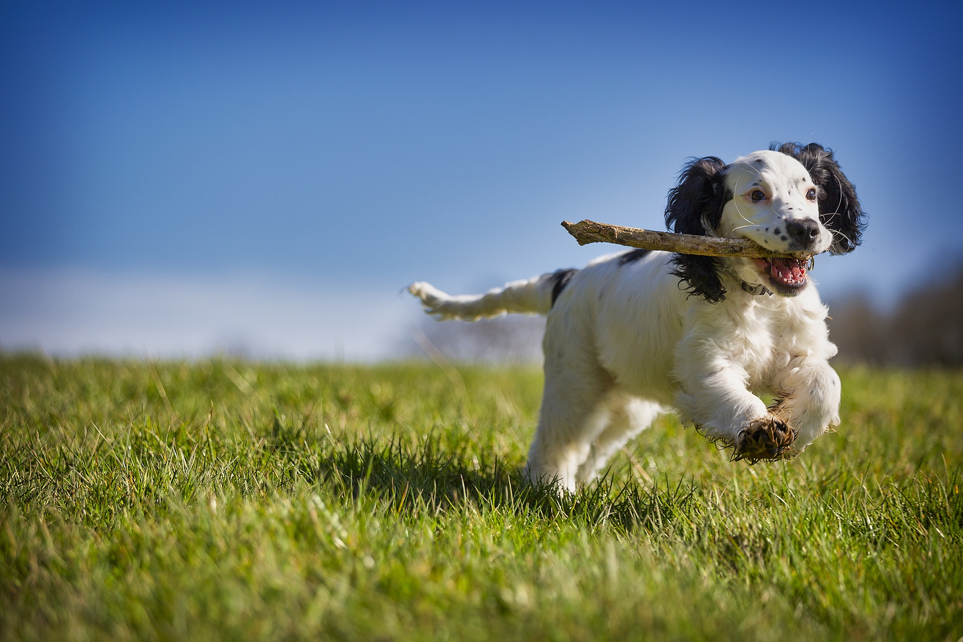 fetch-4957501_1920.jpg