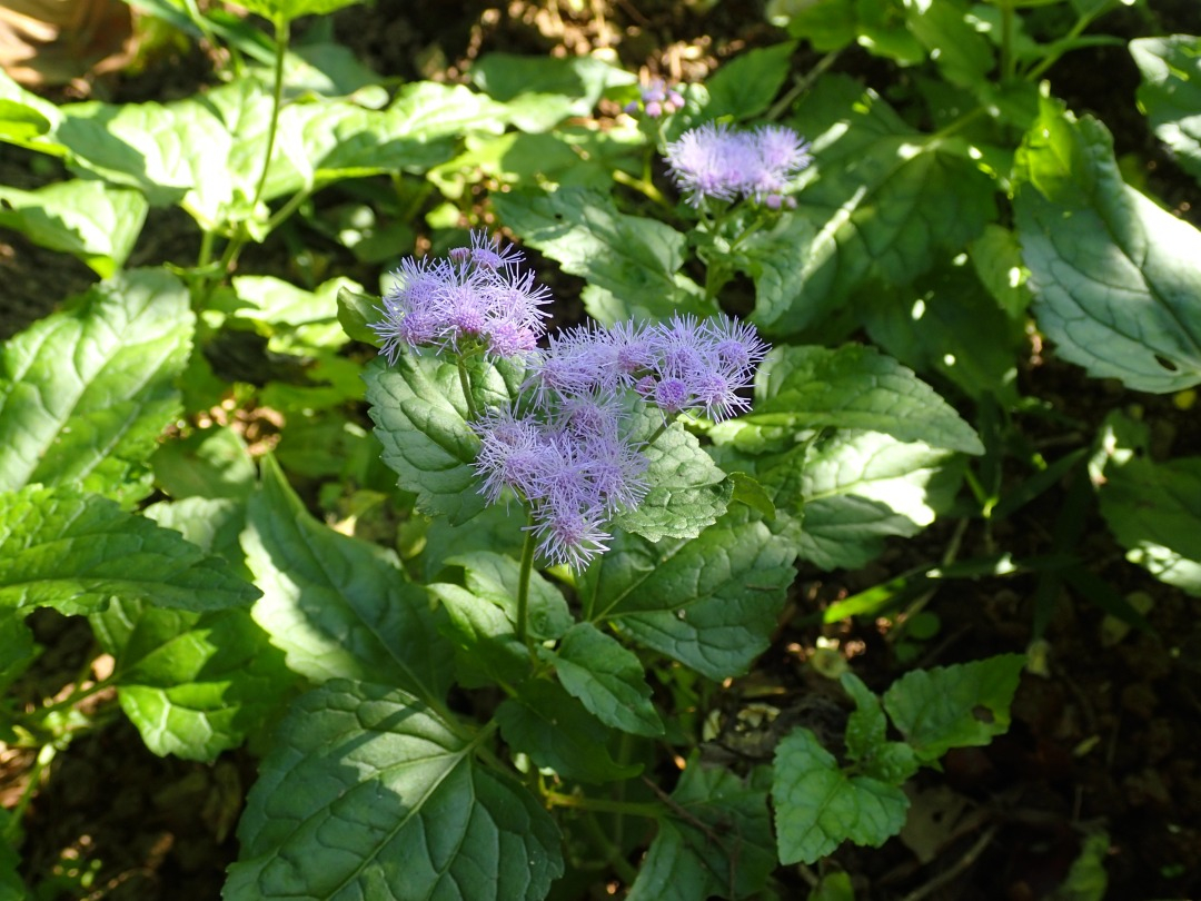 PA100647.JPG