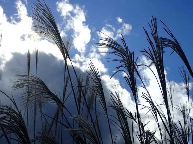 PA210588.JPG