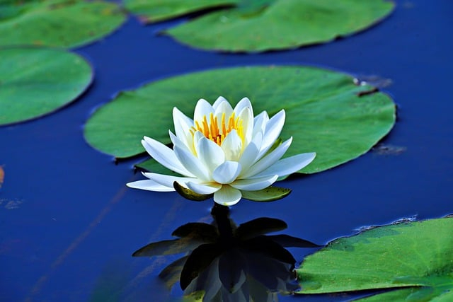 waterlily-8007670_640.jpg