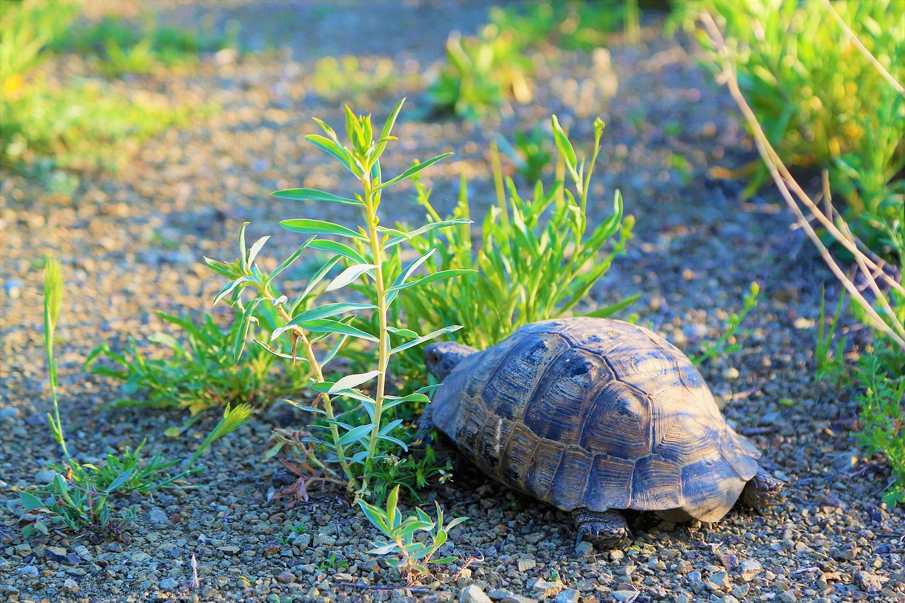 tortoise-4047880_1280.jpg